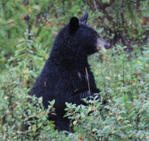 Vi ser altid mange vilde dyr på vore Canada-rejser: bjørne, bjerggeder, hjorte, ørne,
