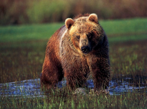 Bjørn kan ses på Canada rejser